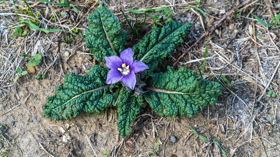 mandragoras